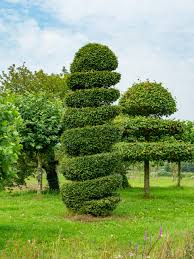 Attēlu rezultāti vaicājumam “Priobium carpini”