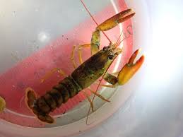 Attēlu rezultāti vaicājumam “Diderma crustaceum young”