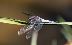 Attēlu rezultāti vaicājumam “Orthetrum cancellatum”