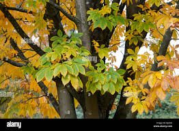 Attēlu rezultāti vaicājumam “Aesculus flava leaf”
