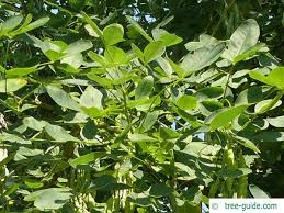 Attēlu rezultāti vaicājumam “Laburnum alpinum fruit”