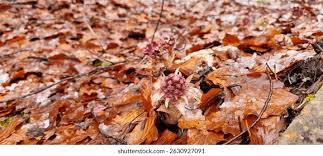 Attēlu rezultāti vaicājumam “Petasites hybridus leaf”
