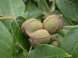 Attēlu rezultāti vaicājumam “Carya”