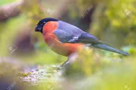 Attēlu rezultāti vaicājumam “Pyrrhula pyrrhula”