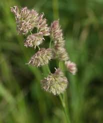 Attēlu rezultāti vaicājumam “Dactylis polygama”