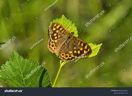 Attēlu rezultāti vaicājumam “Pararge aegeria”