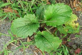 Attēlu rezultāti vaicājumam “Erigeron annuus leaf”