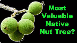 Attēlu rezultāti vaicājumam “Fraxinus excelsior Pendula fruit”