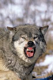 Attēlu rezultāti vaicājumam “Canis lupus”