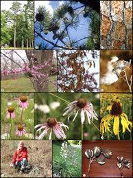 Attēlu rezultāti vaicājumam “Enerthenema papillatum young”