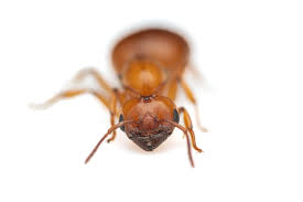 Attēlu rezultāti vaicājumam “Cribraria costata macro”