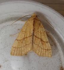 Attēlu rezultāti vaicājumam “Diurnea lipsiella”