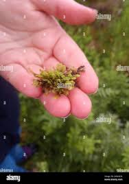 Attēlu rezultāti vaicājumam “Scapania undulata”