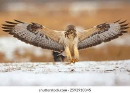 Attēlu rezultāti vaicājumam “Buteo buteo”