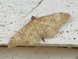 Attēlu rezultāti vaicājumam “Anania lancealis”