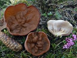 Attēlu rezultāti vaicājumam “Discina perlata”