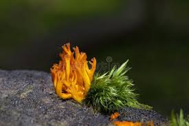 Attēlu rezultāti vaicājumam “Calocera viscosa”