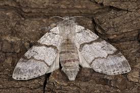 Attēlu rezultāti vaicājumam “Calliteara pudibunda”