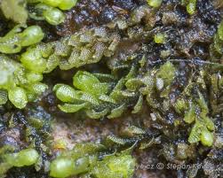 Attēlu rezultāti vaicājumam “Nardia geoscyphus”