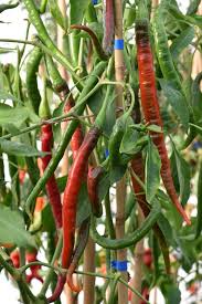 Afbeeldingsresultaat voor joe long cayenne hot pepper