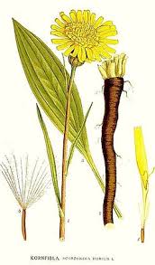 Attēlu rezultāti vaicājumam “Scorzonera humilis leaf”