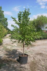 Attēlu rezultāti vaicājumam “Prunus (plum-tree)”