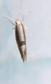 Attēlu rezultāti vaicājumam “Argyresthia spinosella”