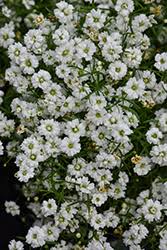 Attēlu rezultāti vaicājumam “Gypsophila muralis”