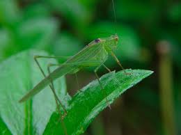 Attēlu rezultāti vaicājumam “Phaneroptera falcata”