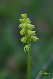 Attēlu rezultāti vaicājumam “Herminium monorchis flower”