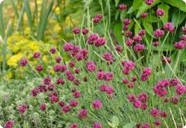 Image result for Dianthus