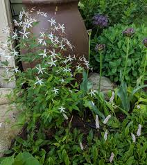 Attēlu rezultāti vaicājumam “Gillenia trifoliata flower”