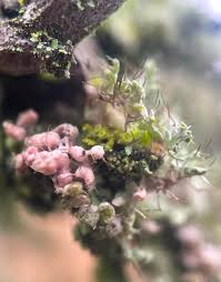 Attēlu rezultāti vaicājumam “Physcia adscendens”