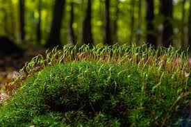 Attēlu rezultāti vaicājumam “Atrichum undulatum”