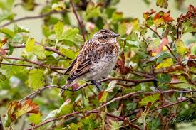 Attēlu rezultāti vaicājumam “Saxicola rubetra”