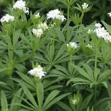 Attēlu rezultāti vaicājumam “Galium odoratum leaf”
