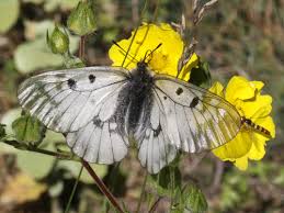 Attēlu rezultāti vaicājumam “Parnassius mnemosyne underside”