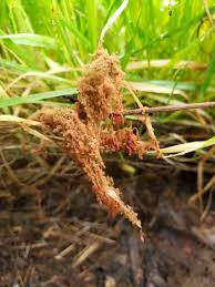 Attēlu rezultāti vaicājumam “Heterotrichia oerstedii (syn. Arcyria oerstedii) spores”