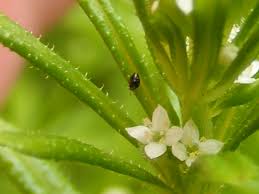Attēlu rezultāti vaicājumam “Cribraria languescens stalked”