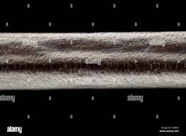 Image result for human hair microscope image