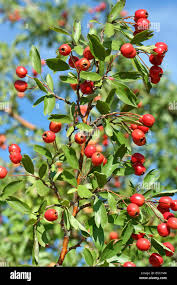 Attēlu rezultāti vaicājumam “Crataegus monogyna fruit”