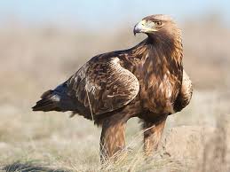 Attēlu rezultāti vaicājumam “Aquila chrysaetos”