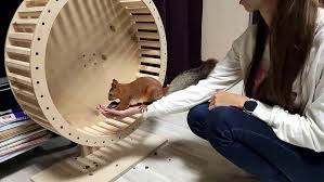 Картинки по запросу белку зажевало в диск