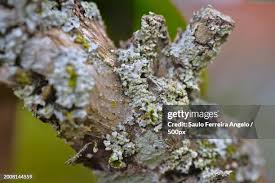 Attēlu rezultāti vaicājumam “Hyphodontia barba-jovis”