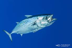 Image result for Euthynnus affinis