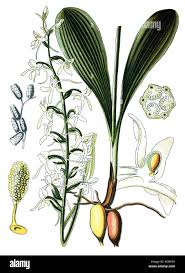 Attēlu rezultāti vaicājumam “Platanthera bifolia”