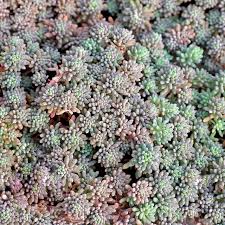 Attēlu rezultāti vaicājumam “Sedum hispanicum fruit”