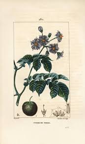 Attēlu rezultāti vaicājumam “Solanum tuberosum leaf”