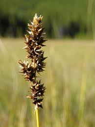 Attēlu rezultāti vaicājumam “Carex diandra”