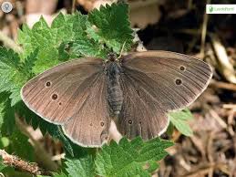 Attēlu rezultāti vaicājumam “Aphantopus hyperantus upperside”